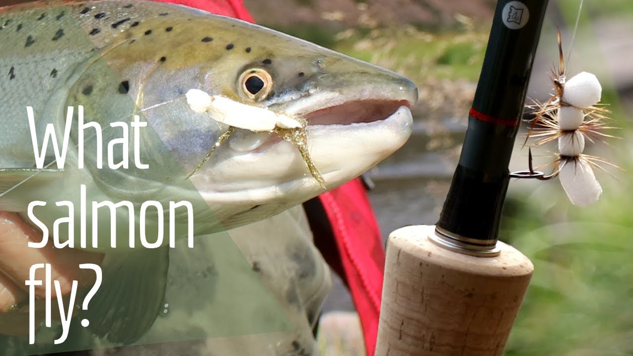 Atlantic salmon fly   …(Salmon fishing Norway)