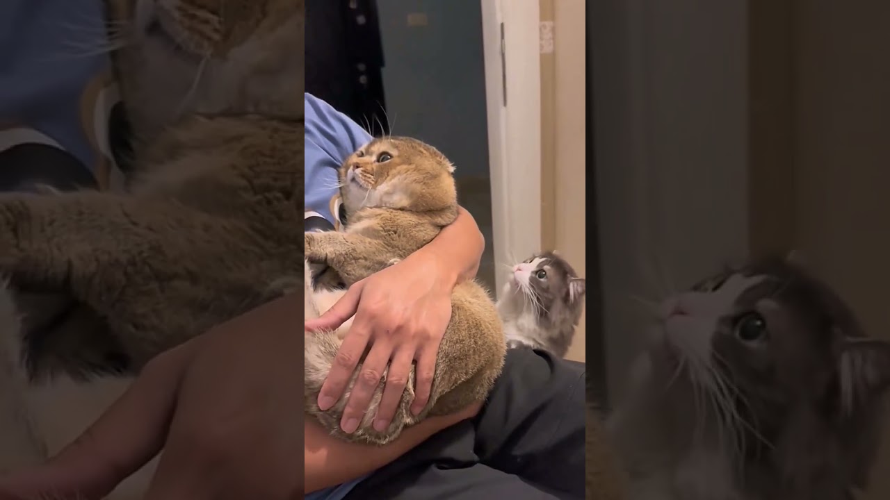 Jealous cat 