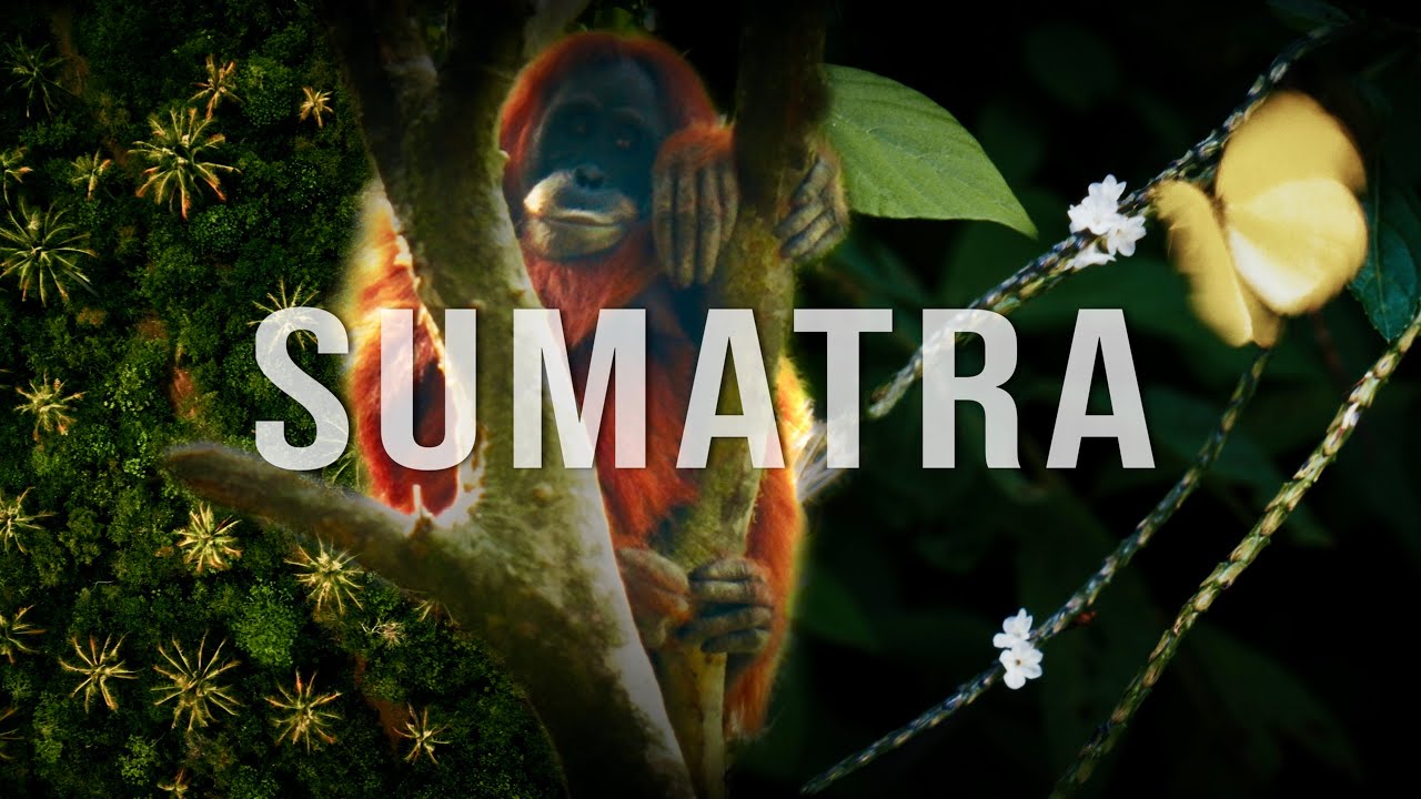The Soul of Sumatra | Sony FX30 | Cinematic Travel Film
