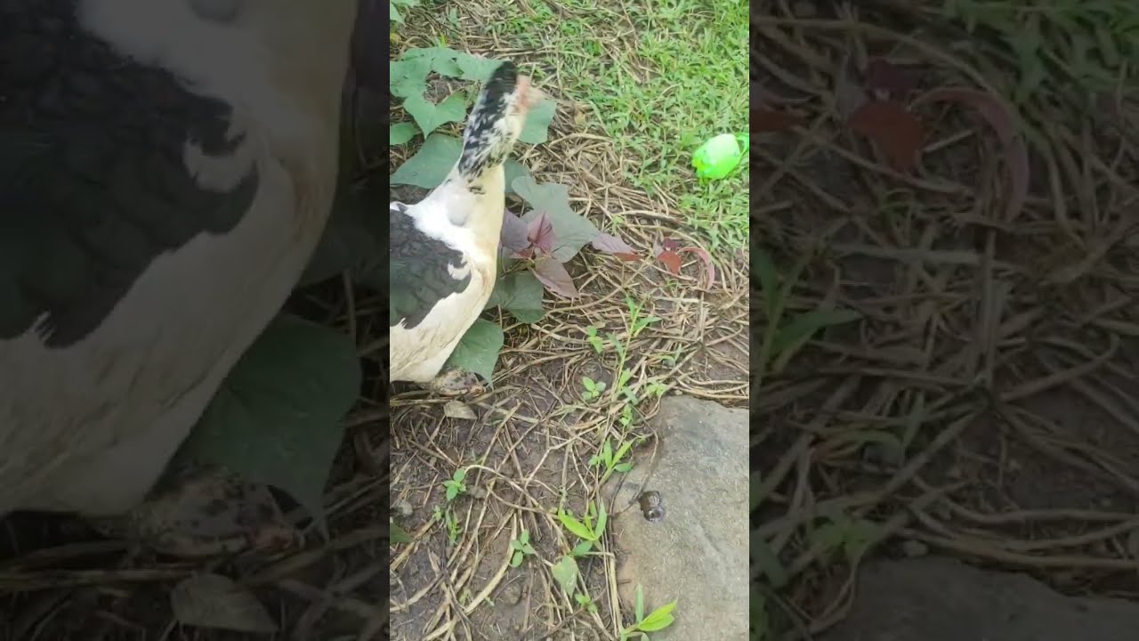 Ang Pagsisimula Ng Limang Pato