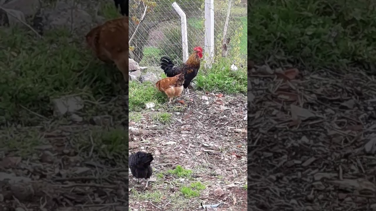 Denizli horozu ile koy horozu 2