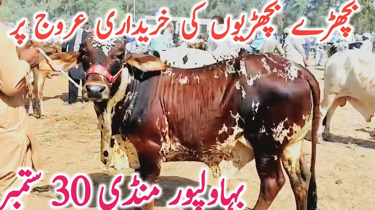 Today Bahawalpur Cow Mandi | Qurbani Bachre Bachrian Ablk Cholistani || Global Village Farming