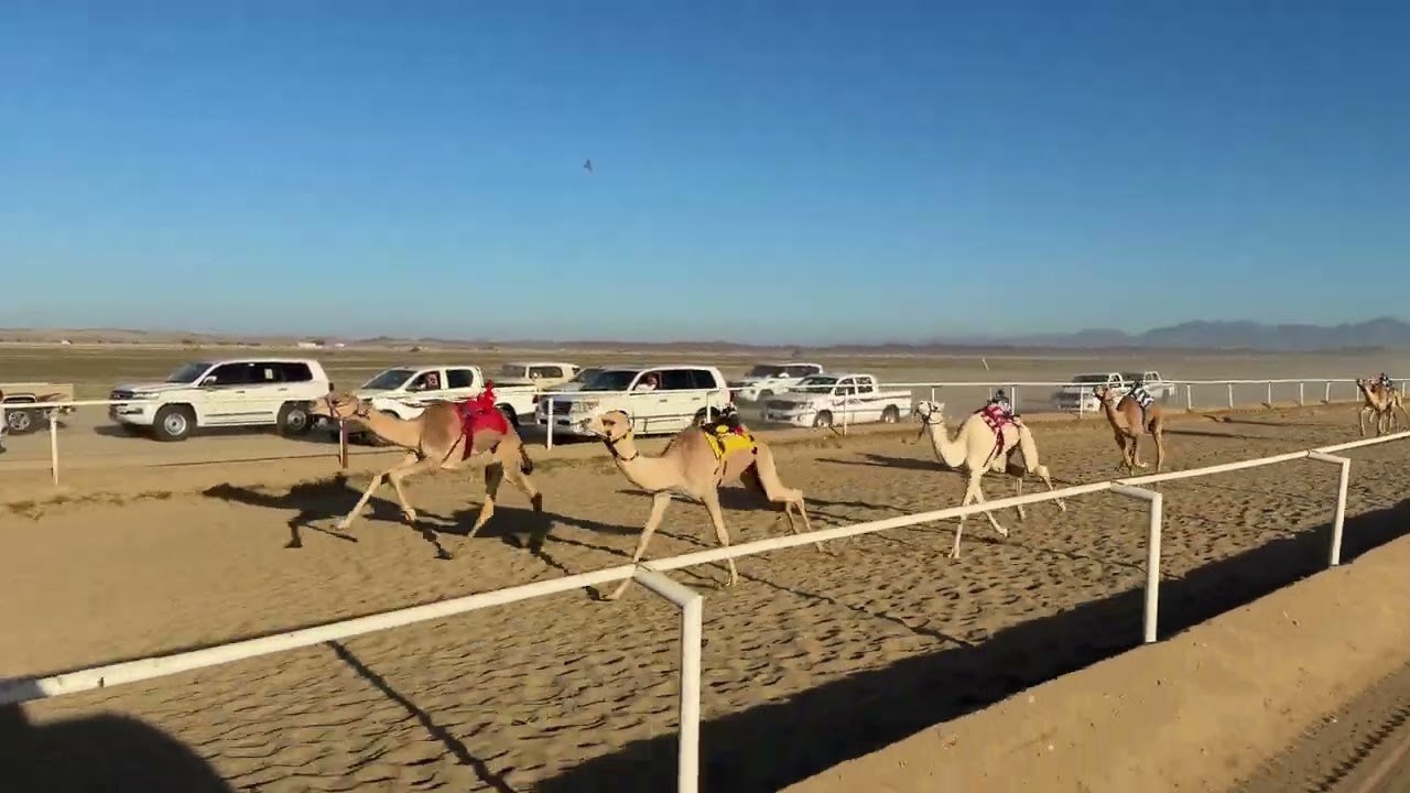 الشوط الاول قعدان مفاريد 1200م |دخول جماعي بين عجيب / سليم بن رويشد الجهني _ مساح / ناجح احمد الجهني