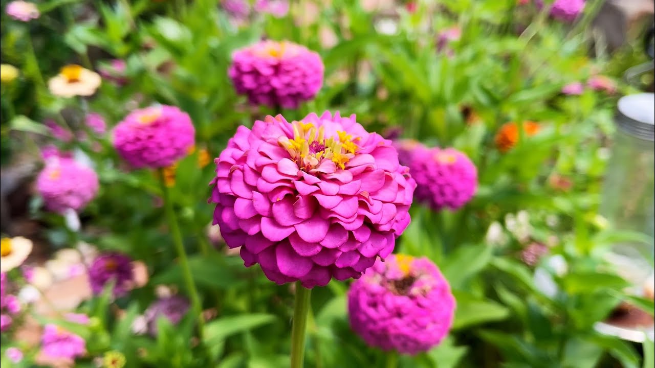 百日菊 Zinnia就是这么好养，比种葱都容易