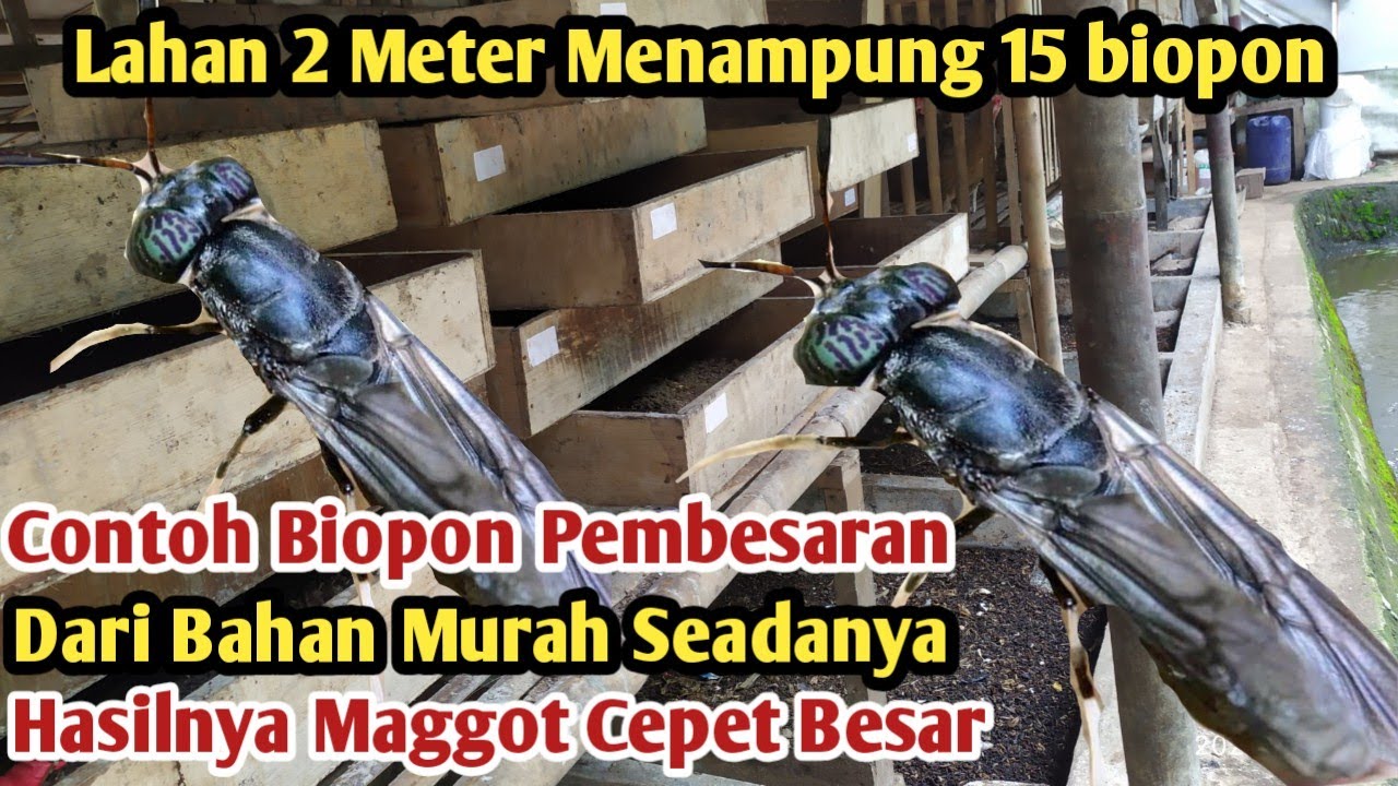LAHAN DUA METER BISA BUAT 15 BIOPON PEMBESARAN MAGGOT BSF MEDIA KERING