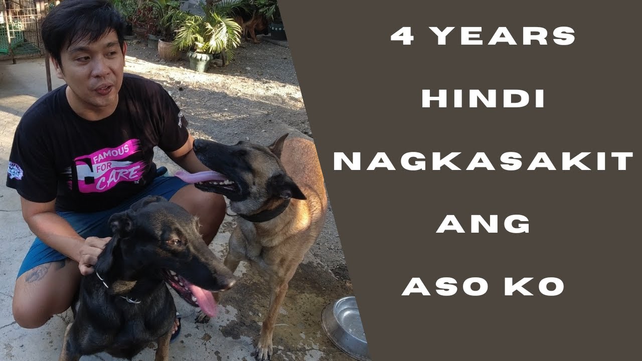 Vlog 187: TIPS PARA HINDI MAGKASAKIT ANG ASO #dogs #belgianmalinois #papsnikstv