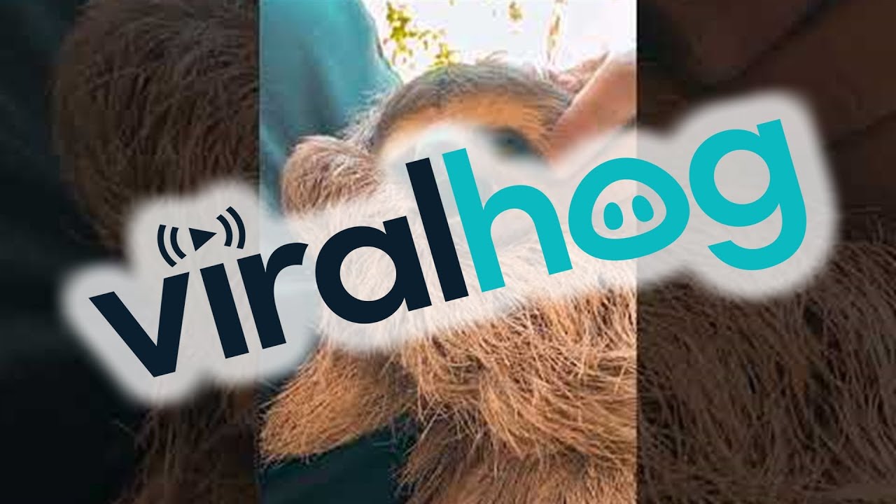Sleepy Sloth Yawn || ViralHog
