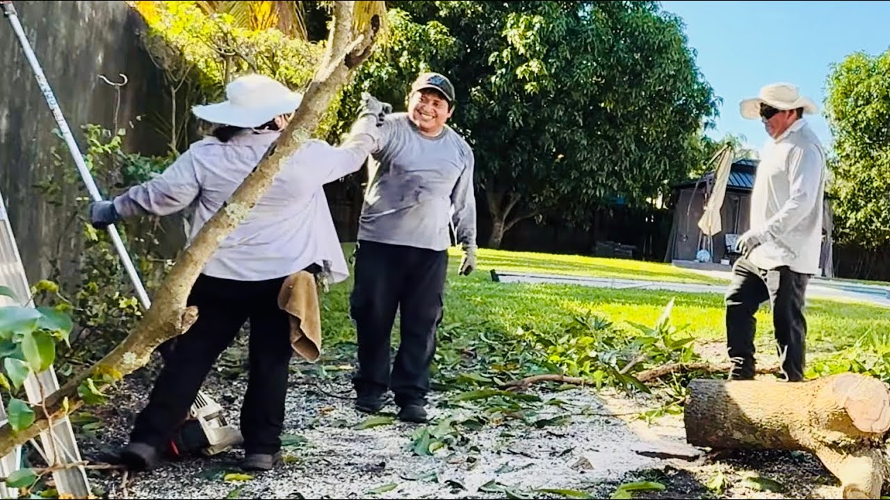CORTANDO Y PODANDO UNOS ARBOL DE MANGO(PT.1) #trending #plantas #viral #jardin #arlawnservice