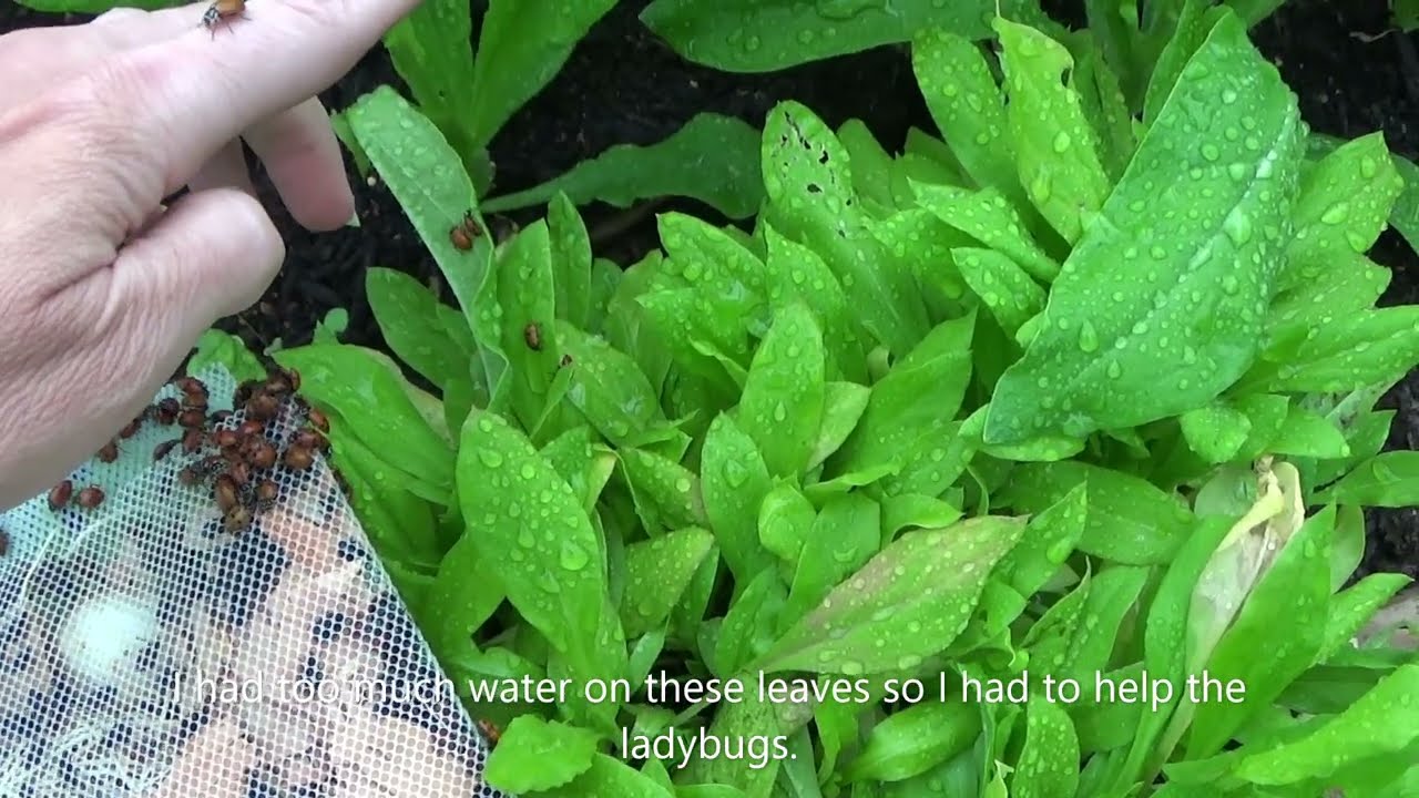 Releasing Ladybugs In The Greenhouses, Organic Pest Control