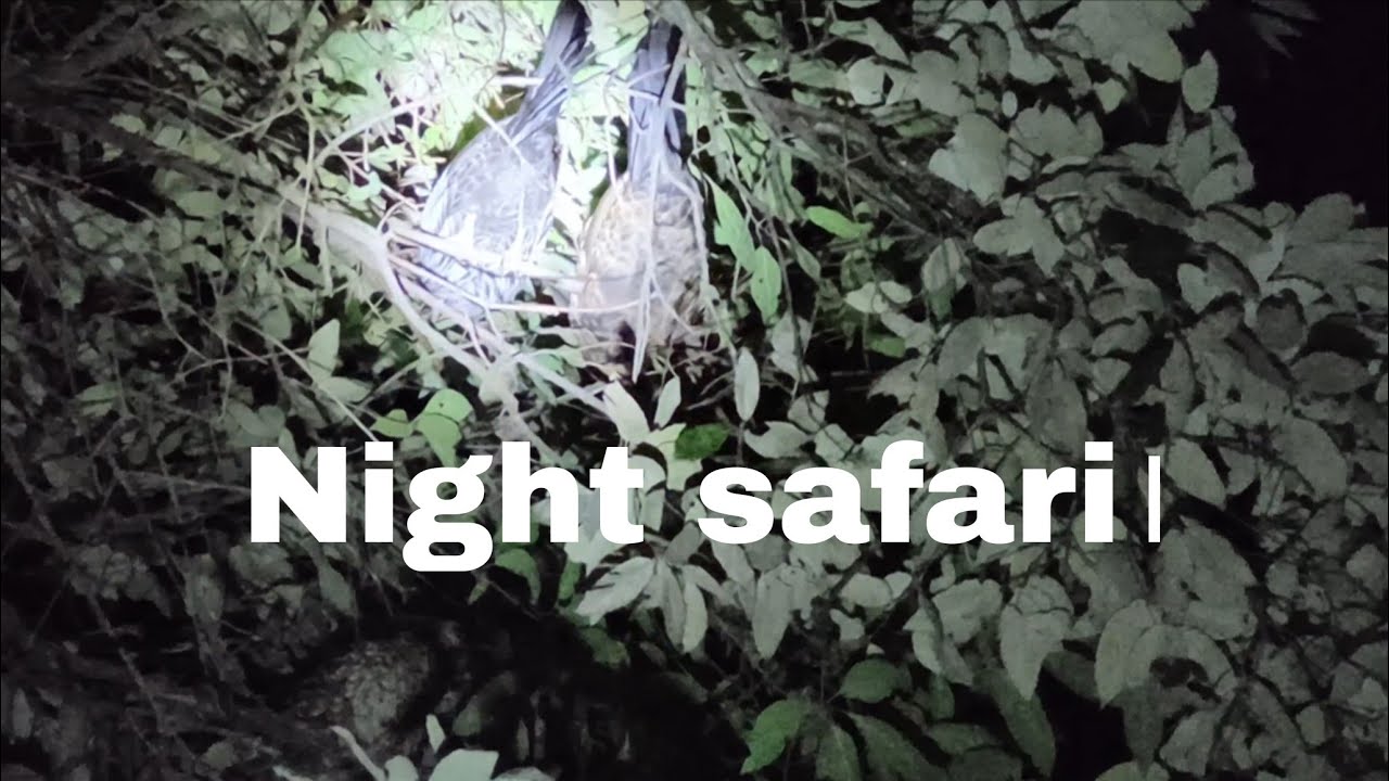 Night safari at dharkot jangal ।