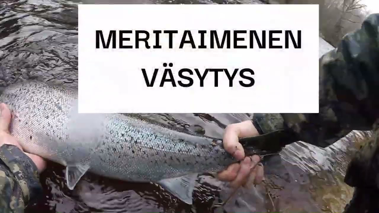 Jäätävää Mertsari. Meritaimenen kalastusta kylmissä olosuhteissa. Seatrout fishing.