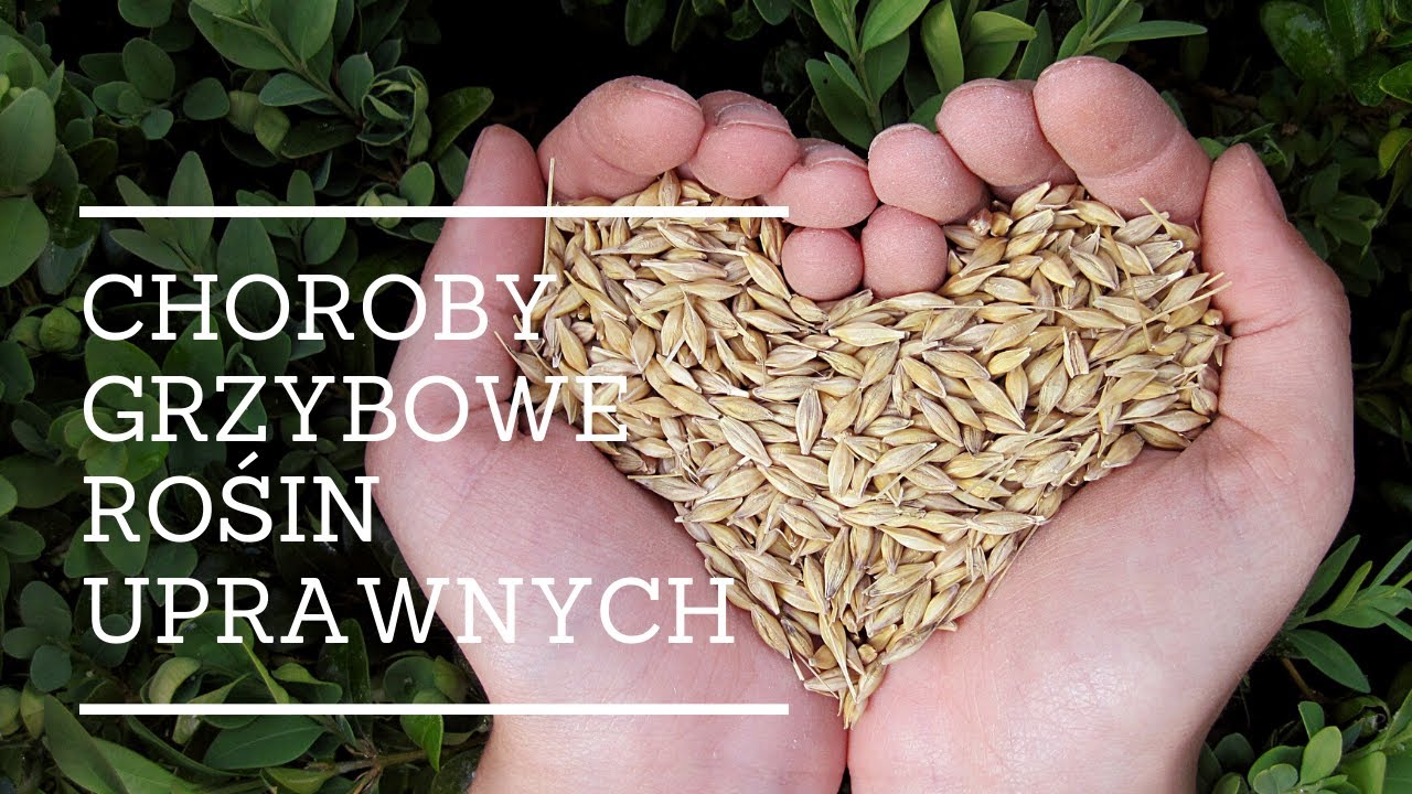 Choroby grzybowe roślin