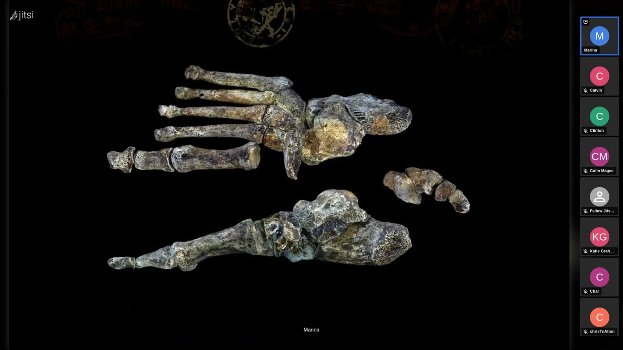 Homo naledi and the Rising Star Cave