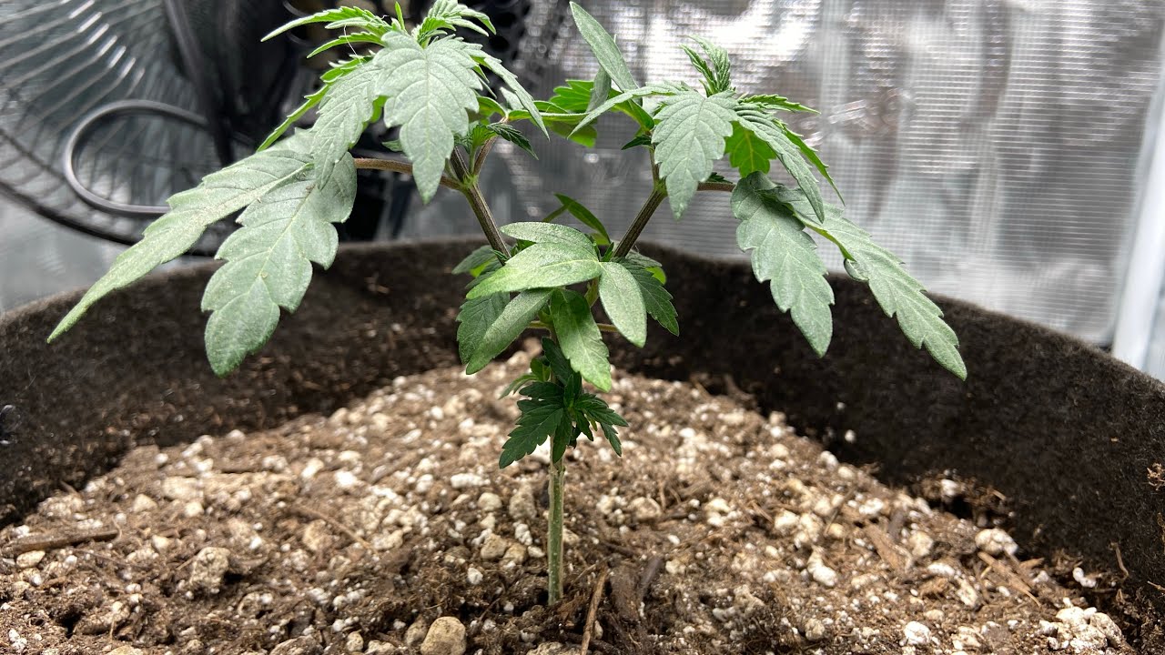 Mother Earth Soil Grow