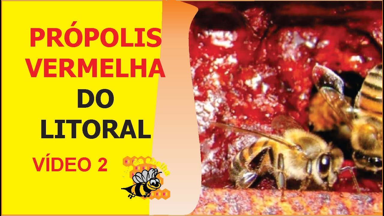 PRÓPOLIS VERMELHA VÍDEO2:VC SABIA QUE ESTA PRÓPOLIS SE APROXIMA DOS 1000,00 REAIS O KG AO APICULTOR?