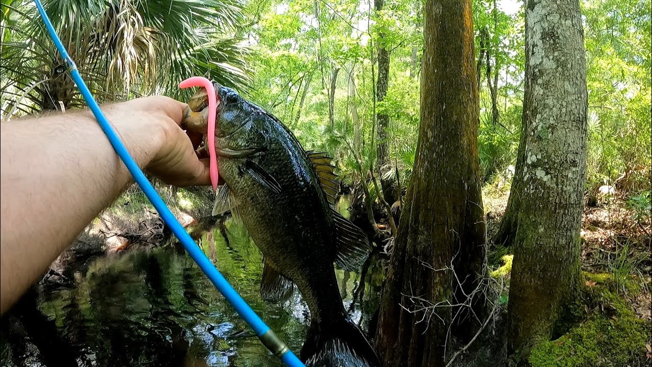 bank fishing for bass In a small river