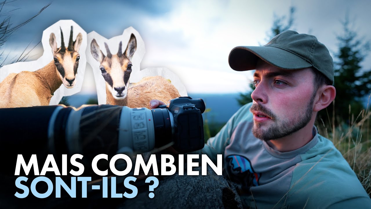 Une nuit au plus près des CHAMOIS (photographie animalière)