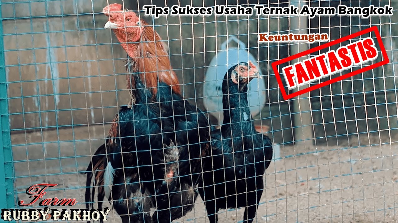 ingin sukses ternak ayam bangkok ? ini dia tips sukses ternak ayam cara rubby pakhoy