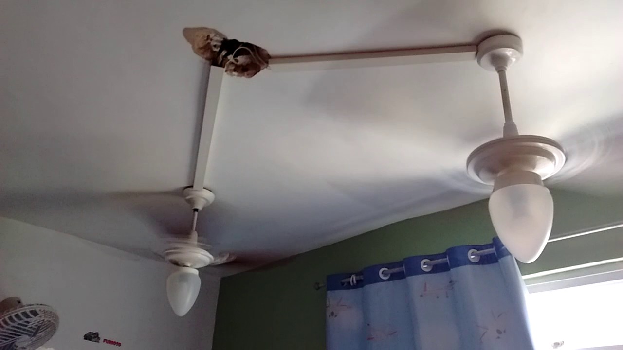 Ventiladores de teto Arge Argelux e Ravena Champion
