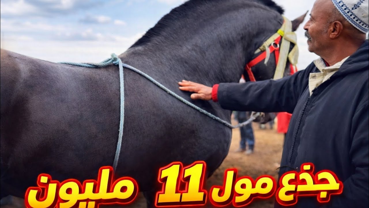 سوق لكفاف اليوم بادريس دخل جدع ملكي 👑 راس سوق وعطوه فيه 10  المليون😍 