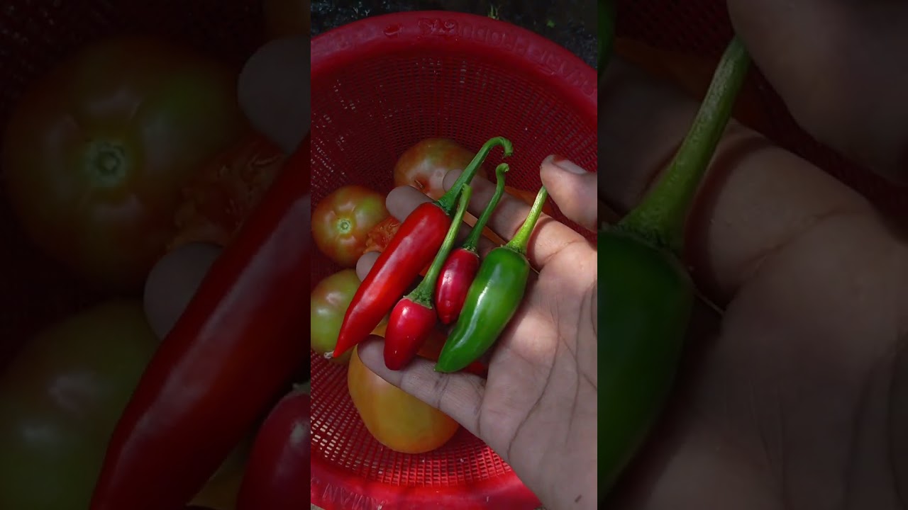 আমাদের ছাদ বাগানের মাশাল্লাহ 😋👌🌿
