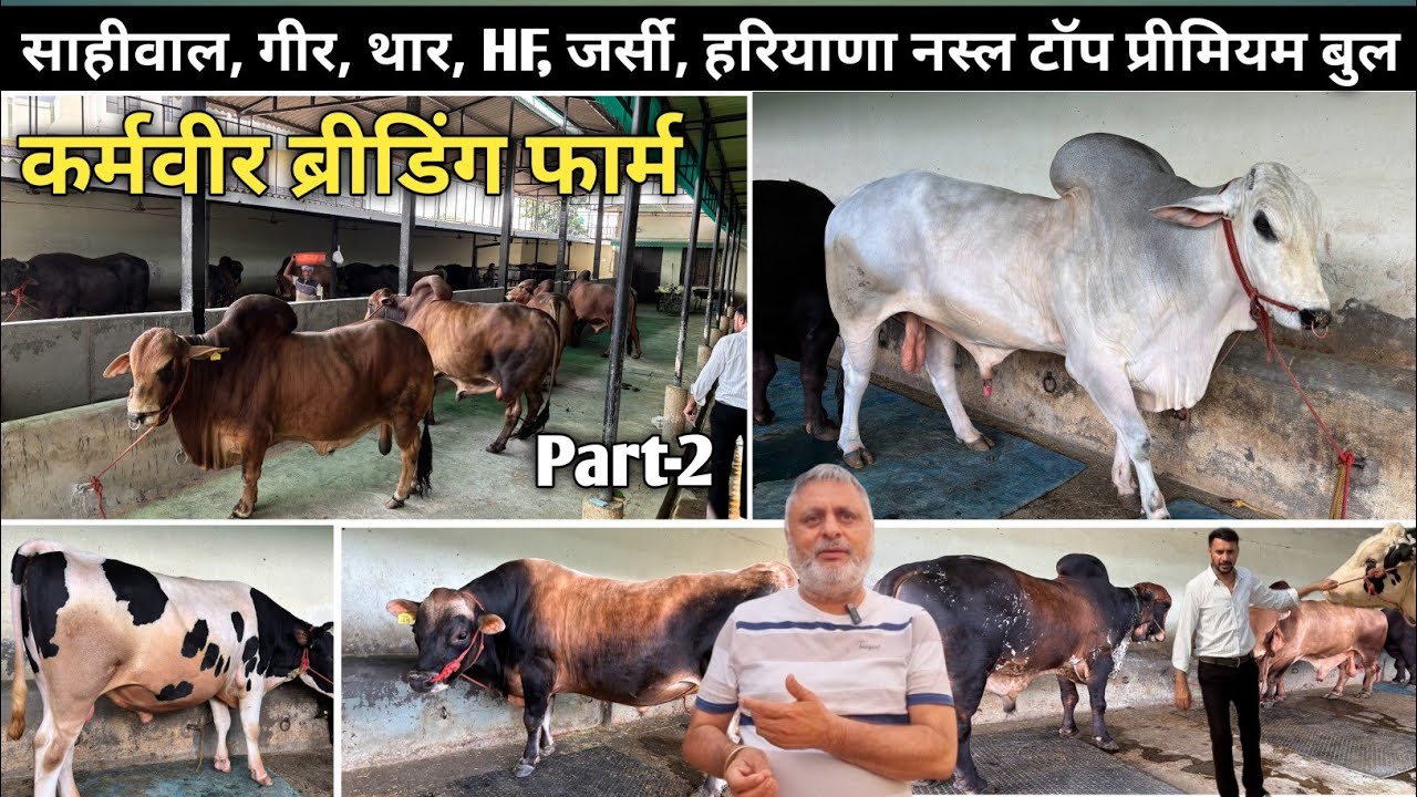 👉साहीवाल, गीर, थार, HF, जर्सी हरियाणा नस्ल💯 टॉप प्रीमियम बुल। Karamvir Breeding Farm.📞9813331811