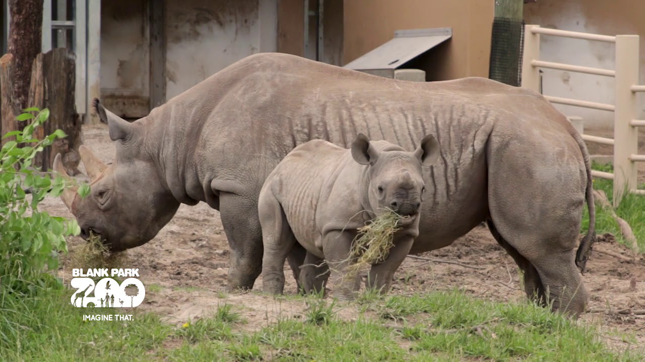 Black Rhinos at Blank Park Zoo