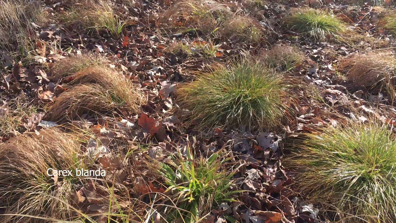 The Residential Carex Woodland  Episode #86