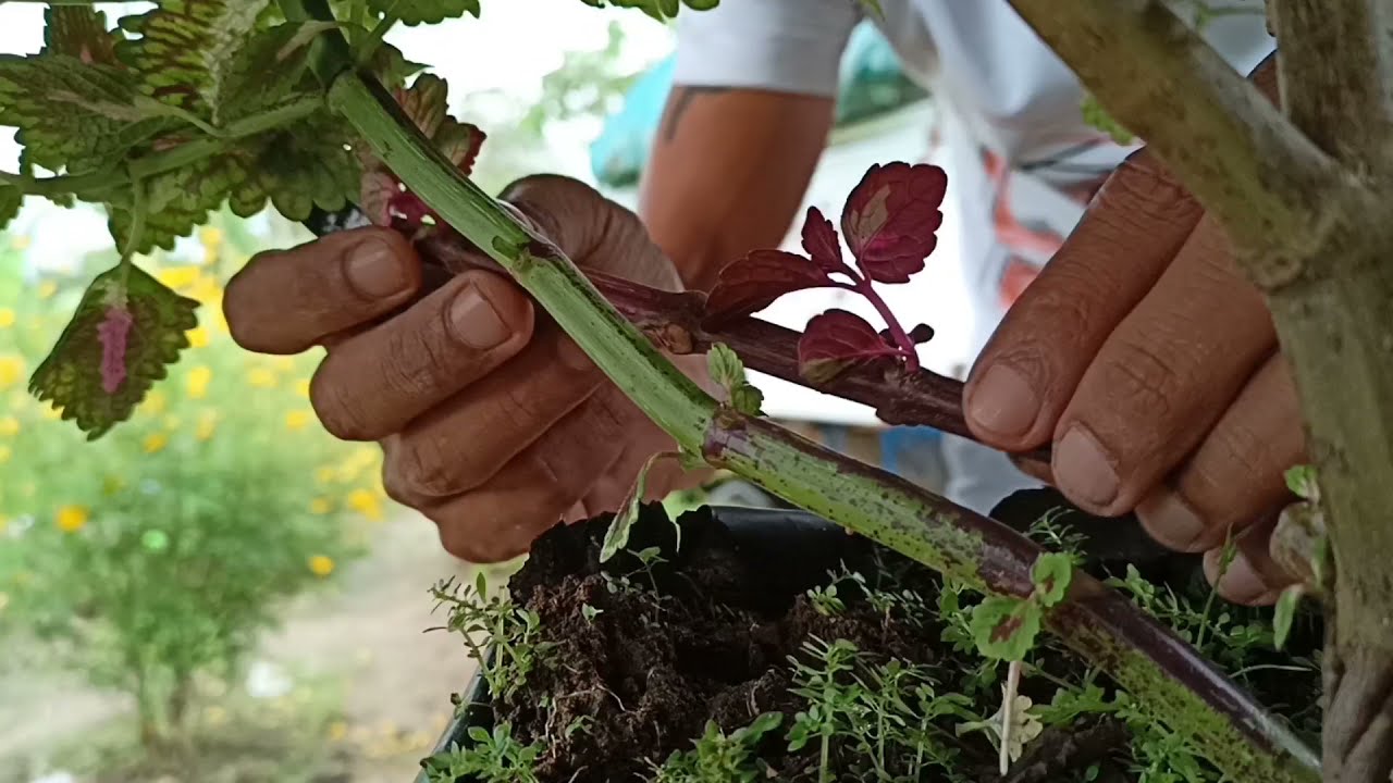 how to graft coleus plant o mayana to add multiple colours+Tutorial.Gha Agri Tv