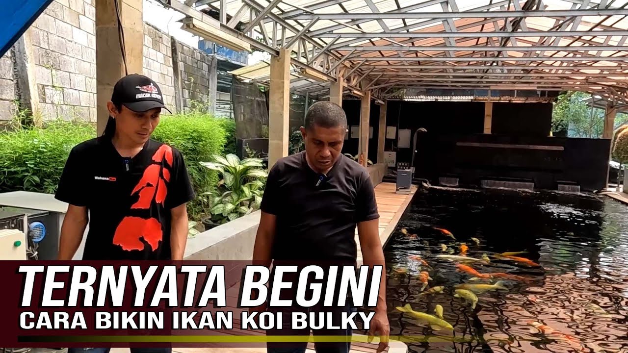 GUDANGNYA IKAN KOI JUMBO MENGGUNAKAN CHILLER AIR SETARA JEPANG