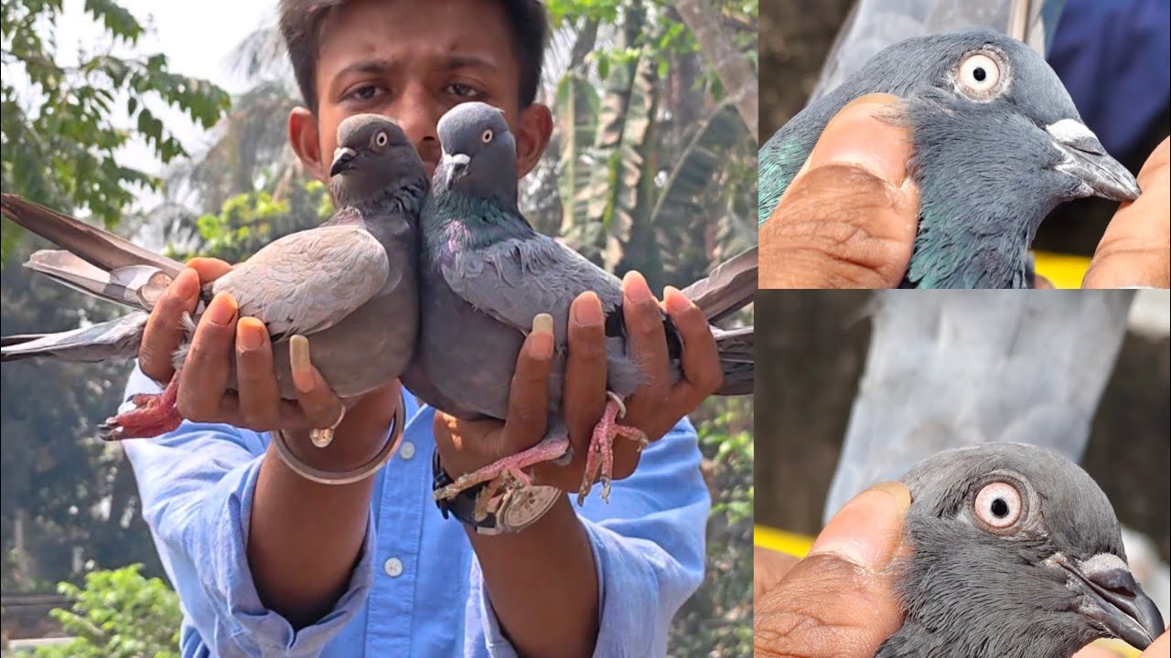 সাক সবুজ জোড়া Sale #viral #pigeon #pigeonsale #kabutar 