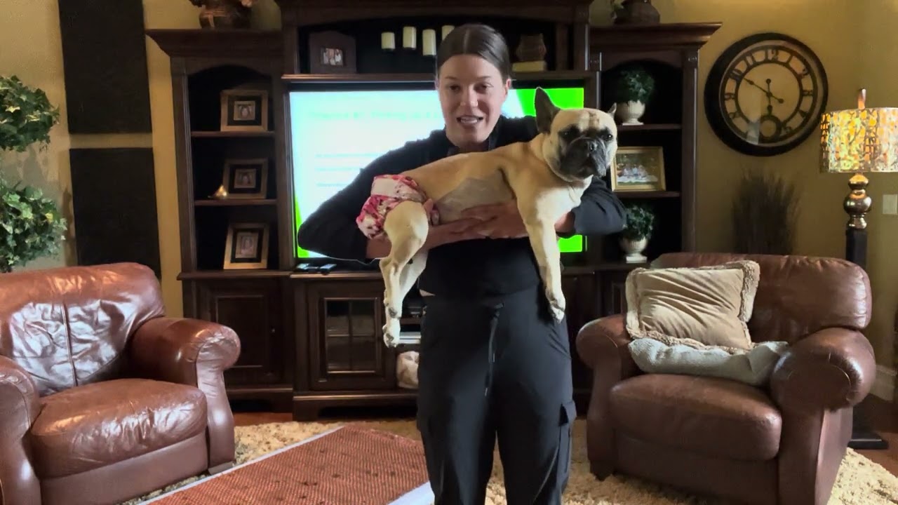 Beginner steps to care for a paralyzed dog