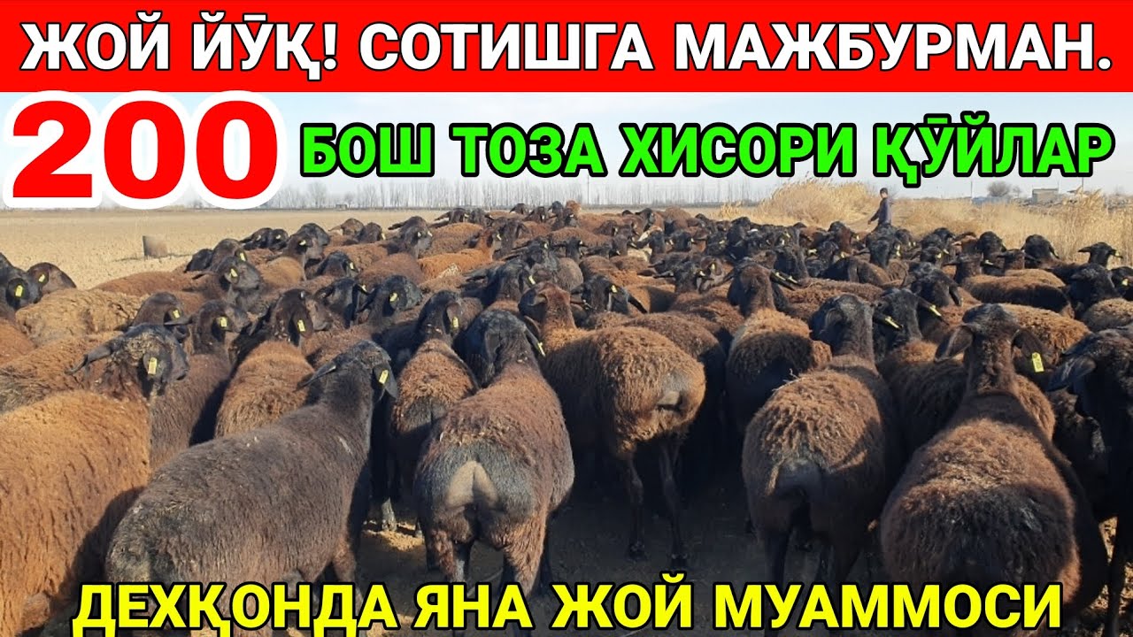 СОВУҚ ТУШДИ. ЖОЙ ЙӮҚ. 200 БОШ БУҒОЗ ҚӮЙ. ҚАРШИ МОЛ БОЗОРИ. ҚОВЧИН МОЛ БОЗОРИ. ЧИРОҚЧИ МОЛ БОЗОРИ. 