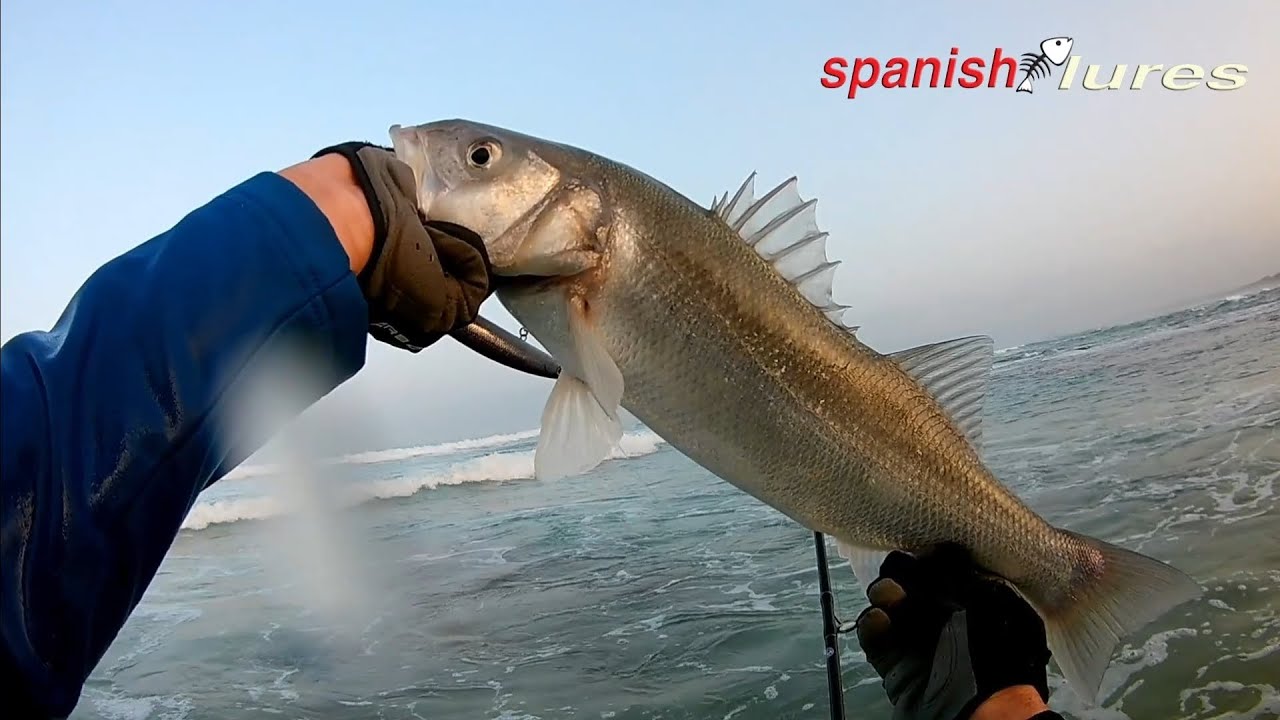 Spinning com muita água neste mês de Fevereiro 2024 🌊🐟🏊‍♂️🎣Vila Nova de Milfontes🖤SPANISH LURES❤🇵🇹