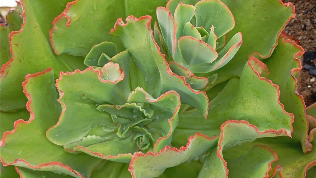  AQUI MOSTRO AS SUCULENTAS QUE AGUENTA NO PNEU 