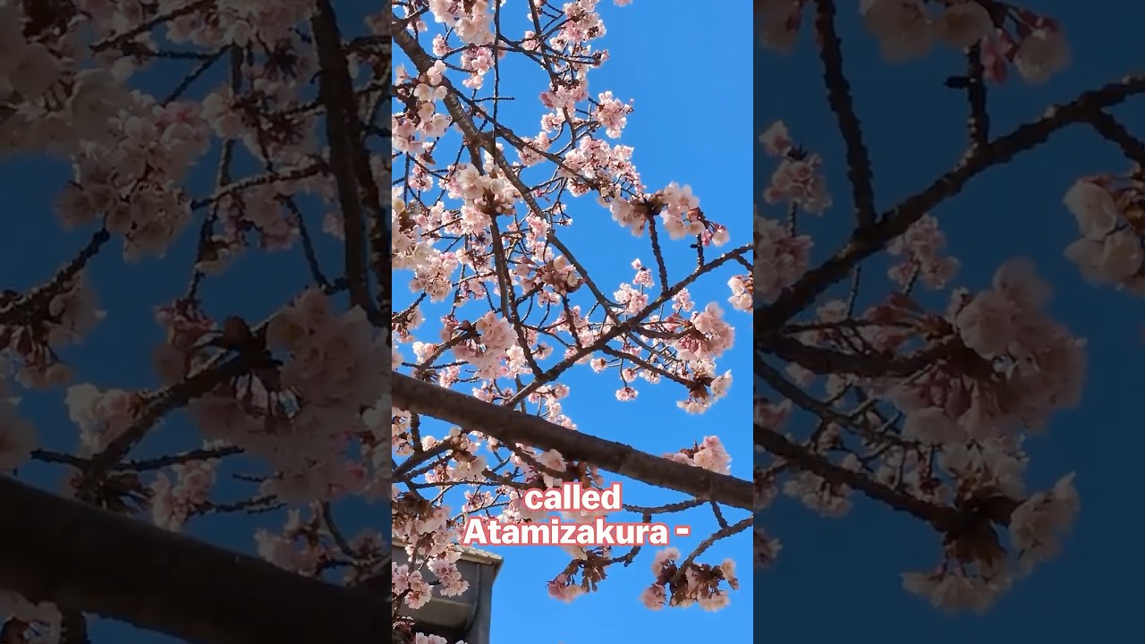 Cherry blossoms in Atami