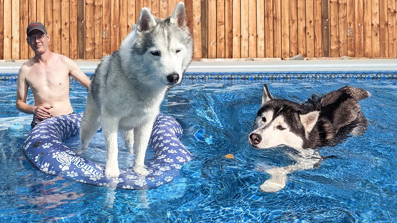 Husky Swims In the NEW Giant Pool For the FIRST Time