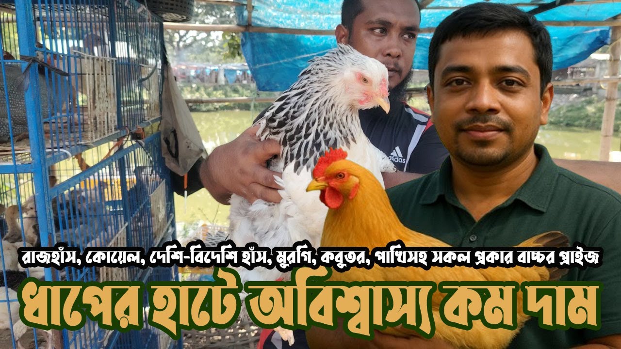 দুপচাঁচিয়া হাট বগুড়া | Duck Hen & Bird Market Price 2025 | হাঁস-মুরগি ও পাখির দাম। অনন্ত খেত খামার