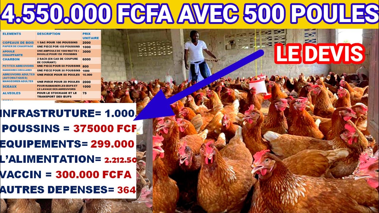 DEVIS PR&Eacute;VISIONNEL DE 500 POULES PONDEUSES ( 4.550.000 FCFA)