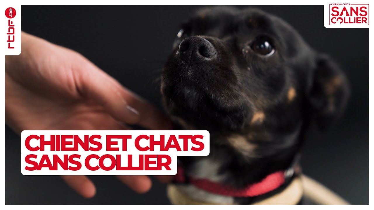 Au coeur du refuge pour chiens et chats sans collier S06E04