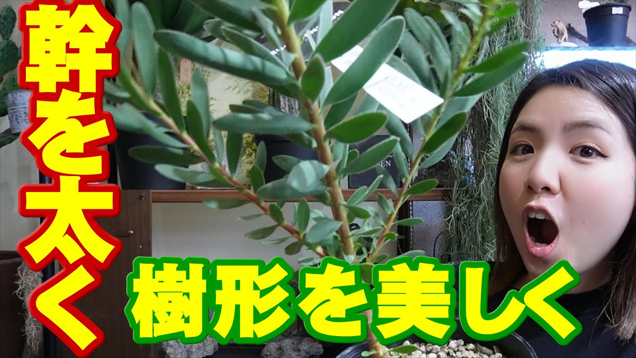 【幹を太く】リューカデンドロンの樹形を整える方法　開花園チャンネル