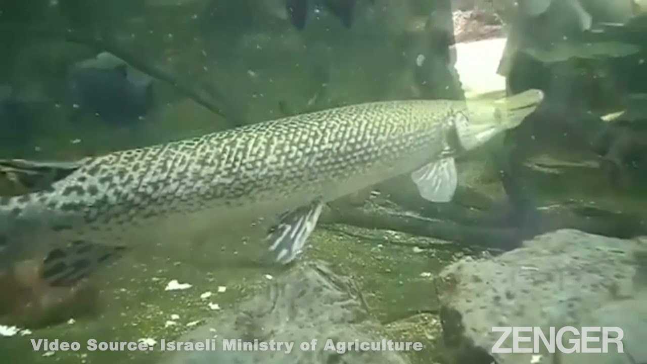 Gator Raid: Police Seize Alligator Fish From Mall Aquarium After It Bit Shopper