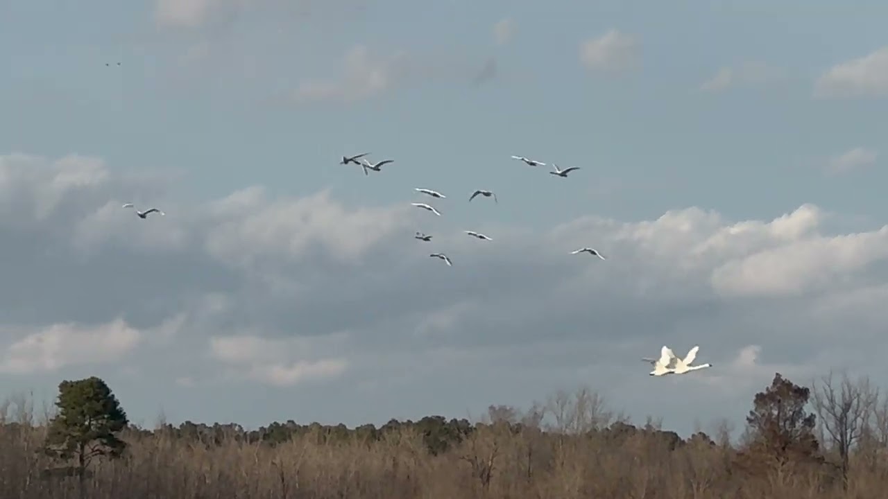 Pocosin Lakes National Wildlife Refuge. Swans coming and going… and coming and going!  