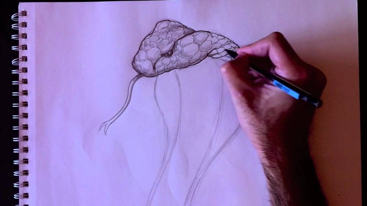 Cobra Paolo Morrone