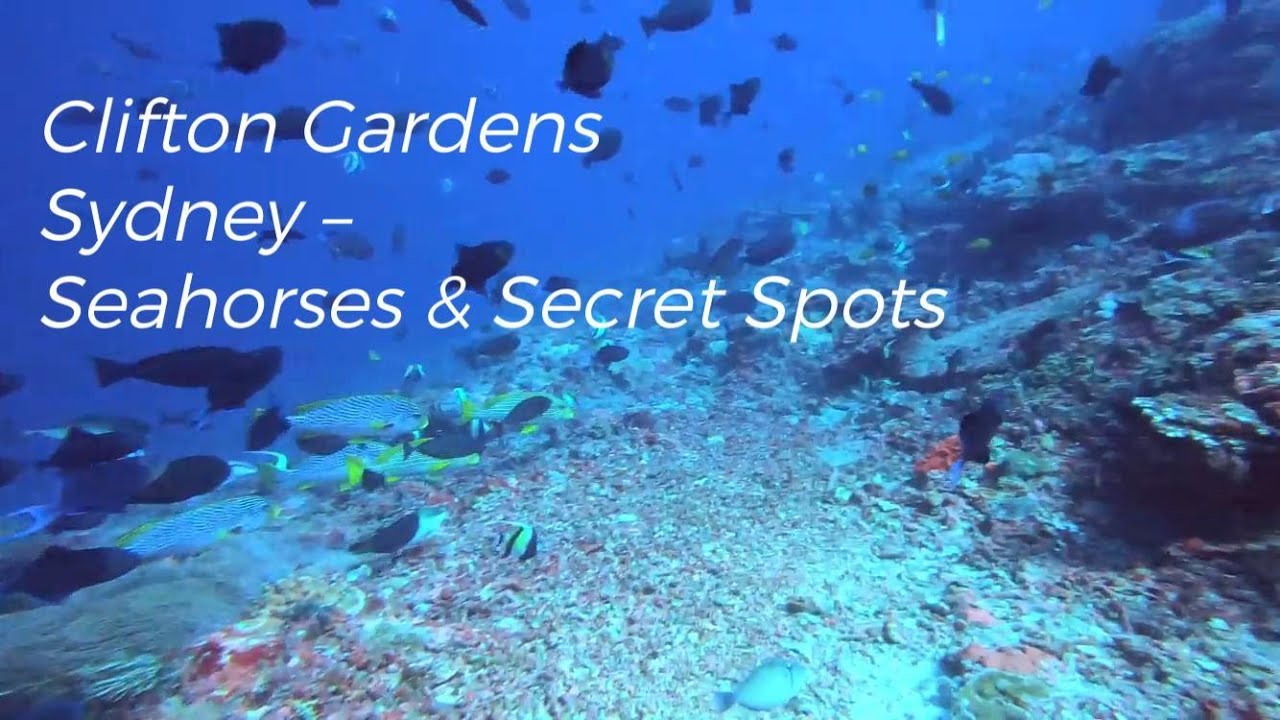 Clifton Gardens Sydney – Seahorses & Secret Spots