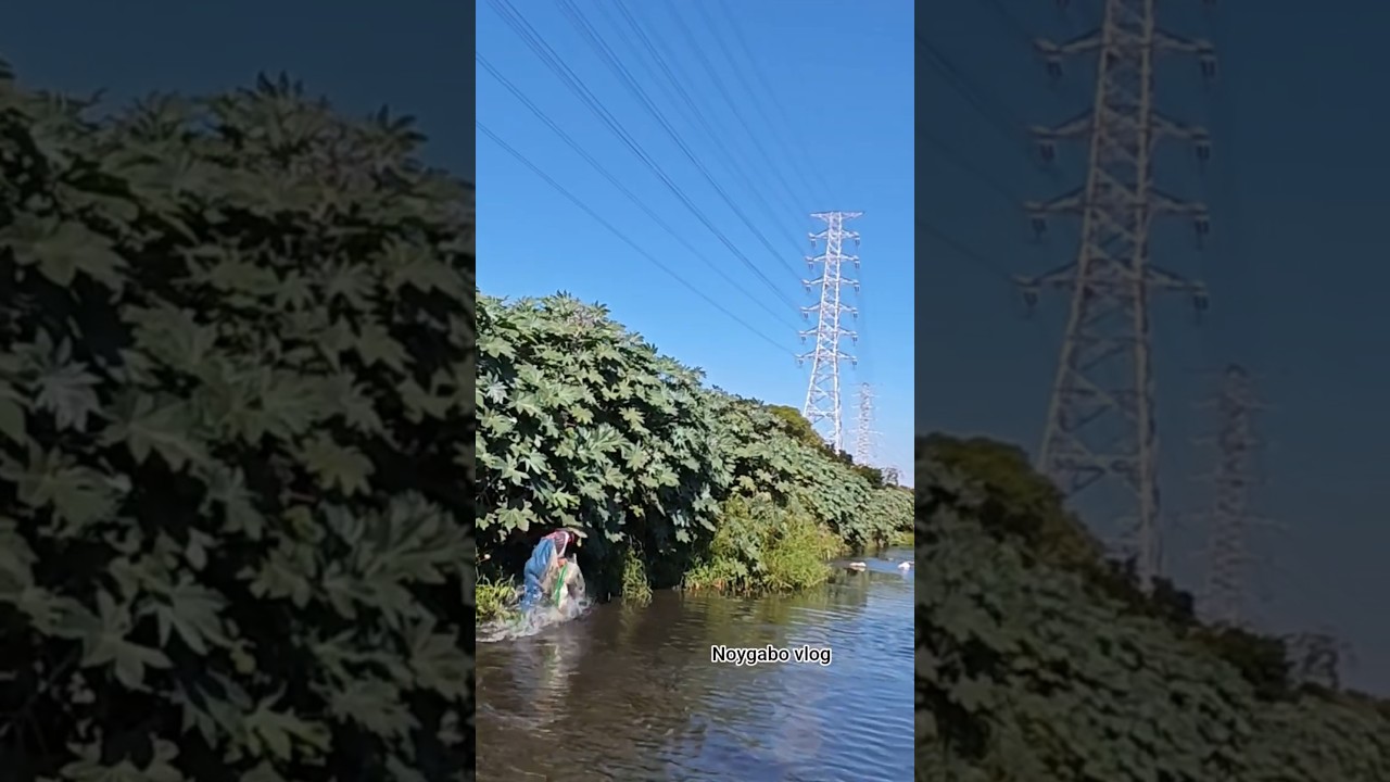 NET CASTING🐟 KNEE LEVEL WATER of the river FULL of FISH 🐟🐟 🐠 #fishing #catchingfish #fish