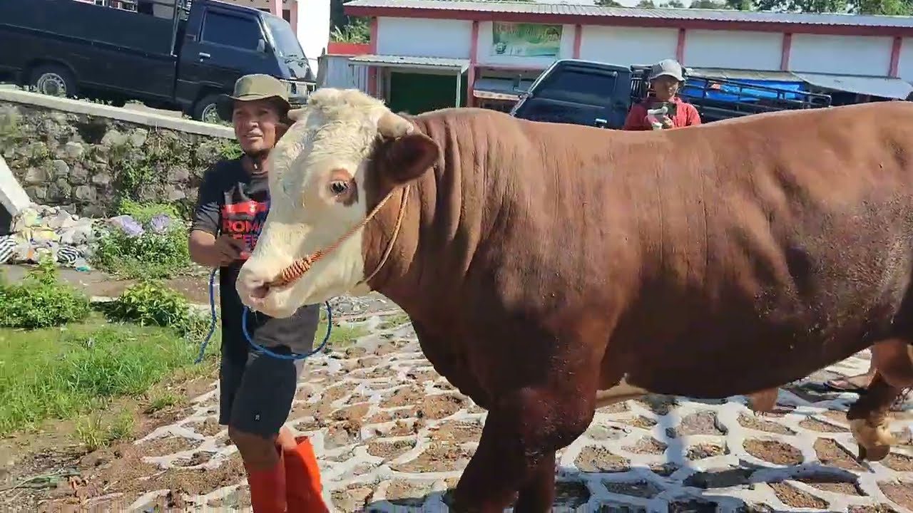 KUMPULAN SAPI UNIK JUMBO TURUN DARI TRUK MBOIS  KEPLESET🔥🔥🔥
