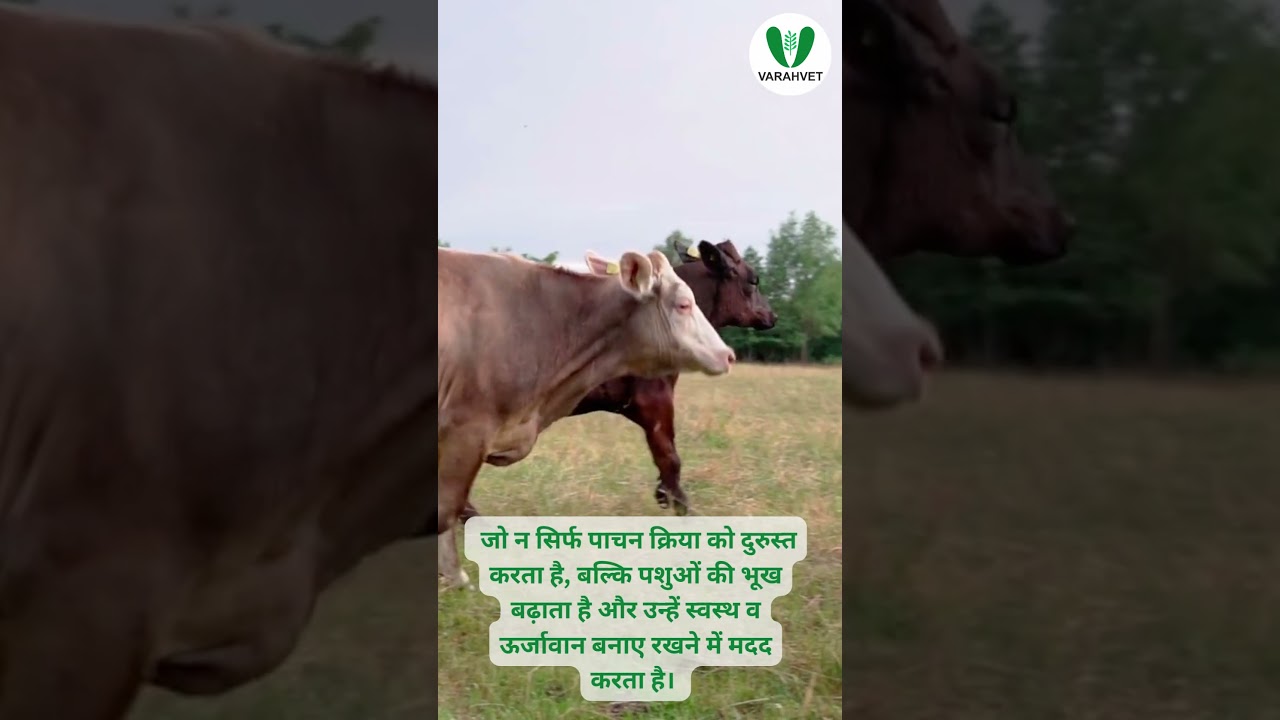 Varahvet Digestive Bolus - For all types of digestive issues faced by livestock 
