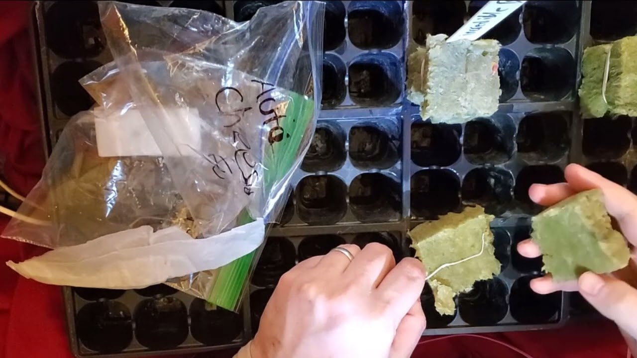 Day 1  diesel  cheese NL  Bulk  Carnival  Perfect Nutrients LED
