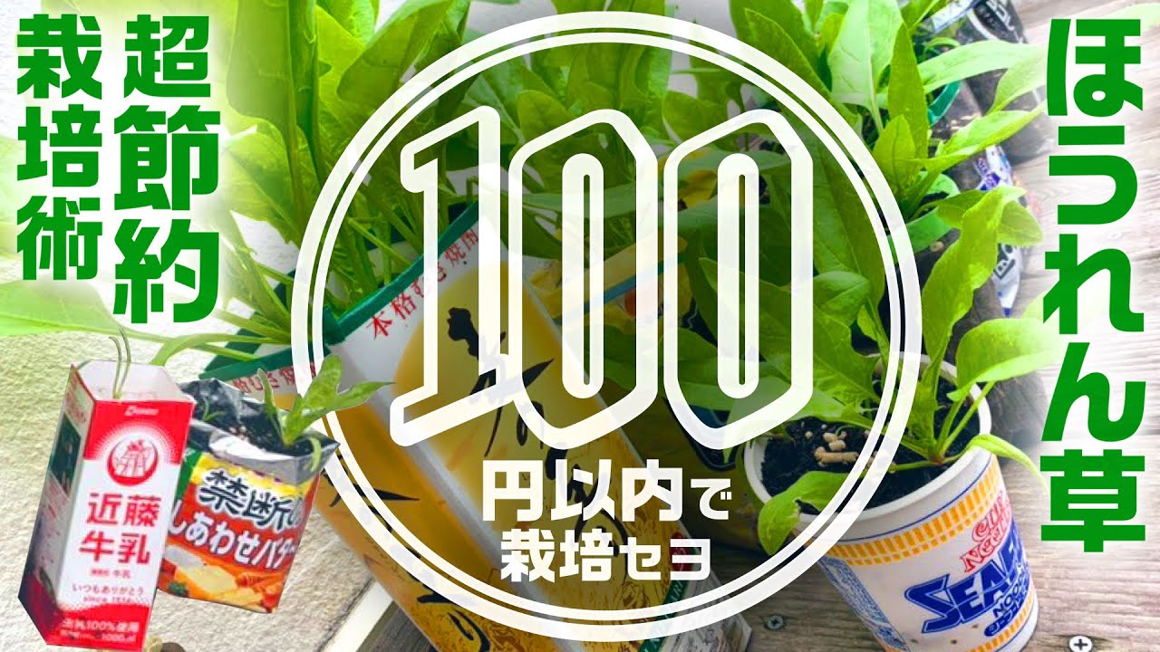 【超節約】ダイソー種&激安資材でほうれん草100円栽培｜種まき→収穫｜ホウレンソウの育て方